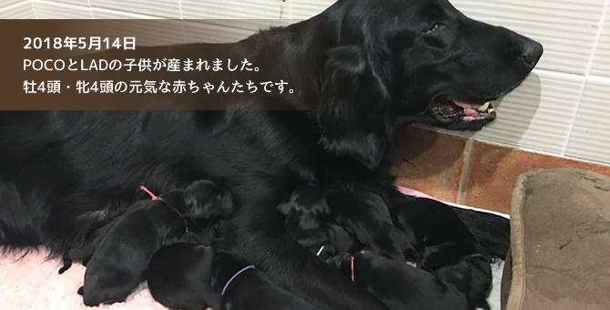 フラットコーテッドレトリバーの子犬 Fcr Club アメリカチャンピオン犬